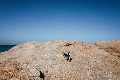 View of a penguin