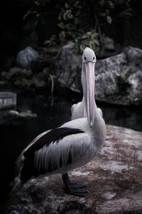 View of pelican on rock