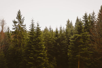 Trees in forest against sky