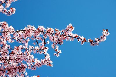 Low angle view of cherry blossom growing on tree against clear blue sky