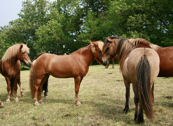 Horses standing in ranch