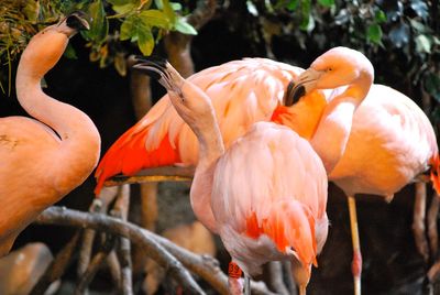 Flock of birds perching on branch