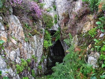 Plants growing on rock in forest