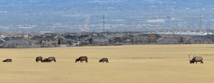 Horses in a field