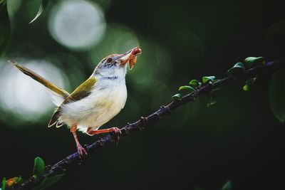 Close-up of bird perching on branch