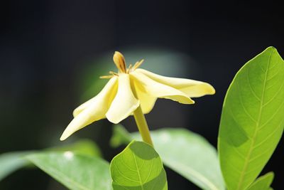 Close-up of yellow flowering plant