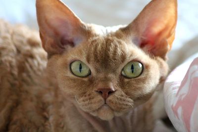 Close-up portrait of a cat