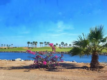 Trees and plants on beach against blue sky