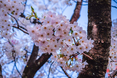 Close-up of cherry blossom tree