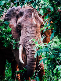 Elephant amidst trees in forest