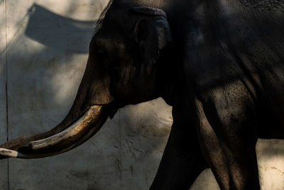 The silhouette of the elephant is impressive