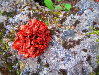 High angle view of red flowers