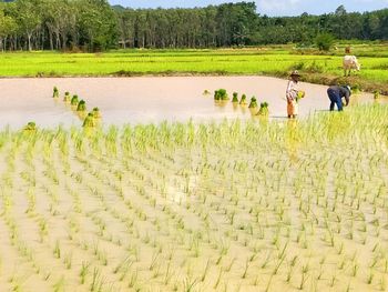 Scenic view of rice field against sky