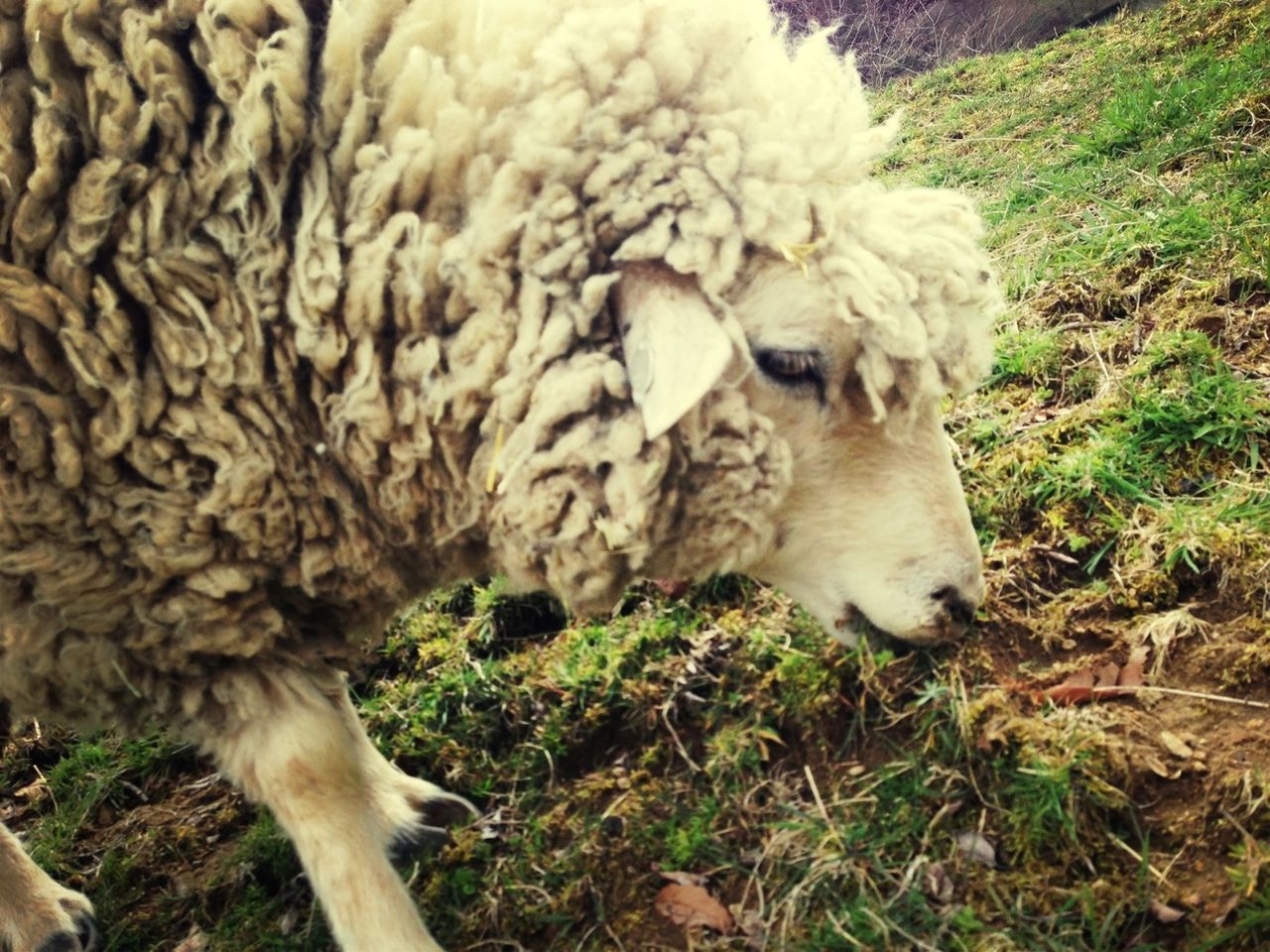 animal themes, mammal, one animal, domestic animals, field, grass, young animal, sheep, animals in the wild, wildlife, relaxation, high angle view, lying down, close-up, resting, nature, livestock, outdoors, two animals, day