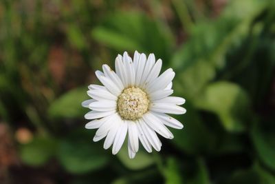 Close-up of white daisy flower