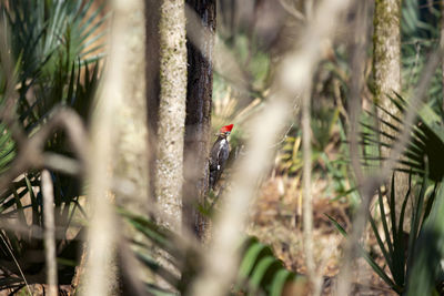 Pileated woodpecker dryocopus pileatus foraging for insects near the base of a tree