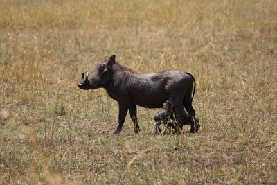 Side view of an animal on landscape