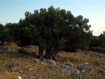 Trees in forest