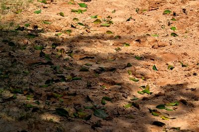 Plant growing on field