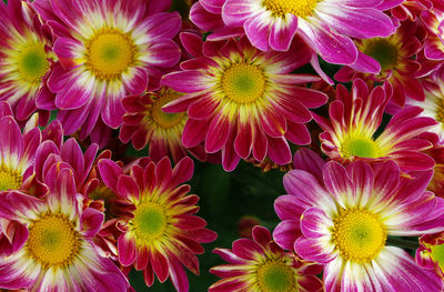 Close-up of pink flowering plants