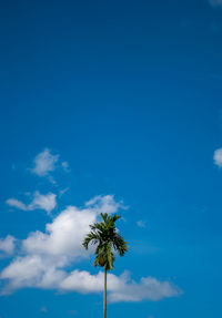 Low angle view of flowering plant against blue sky