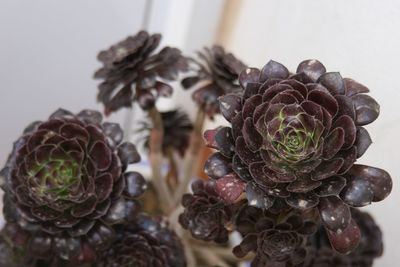 Close-up of wilted flowers