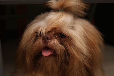 Close-up of dog sticking out tongue at home