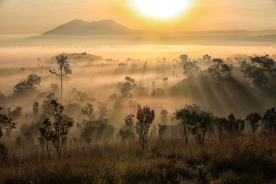 Panoramic shot of trees on landscape against sky