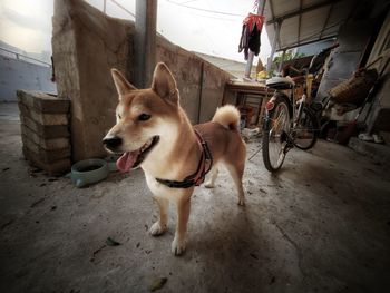 Dog looking away in city