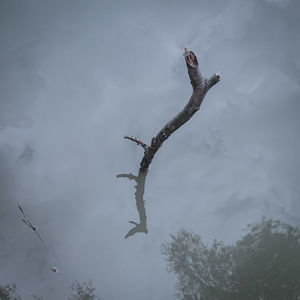 Low angle view of lizard on tree against sky