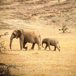 Elephant on sand