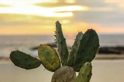 Close-up of prickly pear cactus against sky during sunset