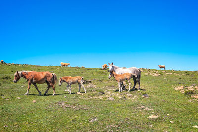 Horses in a field