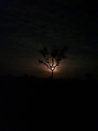 Silhouette tree on landscape against sky at night