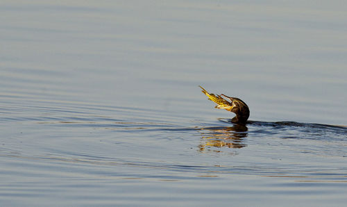 Duck swimming in a lake