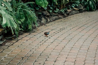 footpath