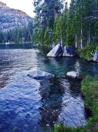 Scenic view of lake in forest