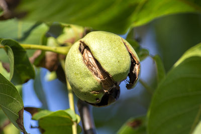Close-up of fruits on tree