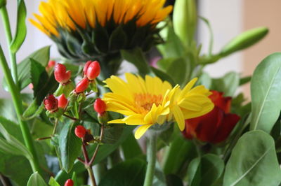 Close-up of yellow flowers