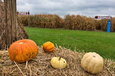 View of pumpkins on field against sky