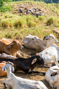 High angle view of cows resting on field during sunny day