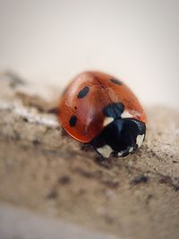 Close-up of ladybug