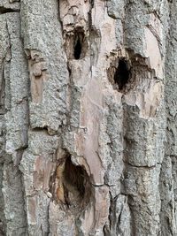 Full frame shot of tree trunk