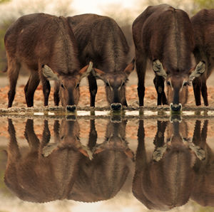 Portrait of deer with reflection in water on field