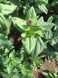 High angle view of honey bee on purple flowering plant