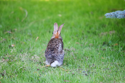 View of a bunny in  field