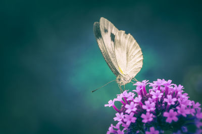 Close-up of butterfly pollinating on purple flower