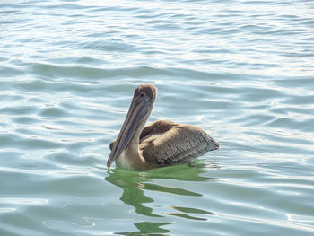 High angle view of duck swimming in lake