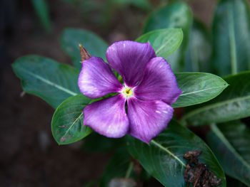 Close-up of purple flowering plant