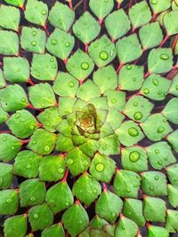 Full frame shot of wet green leaves